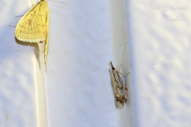 Catoptria falsella - hálós fűgyökérmoly