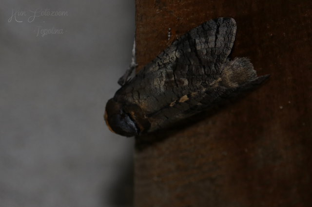 Cossus cossus - fűzfarontólepke