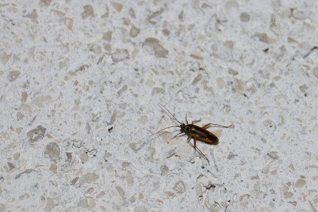 Stenotus binotatus - kétfoltos mezeipoloska