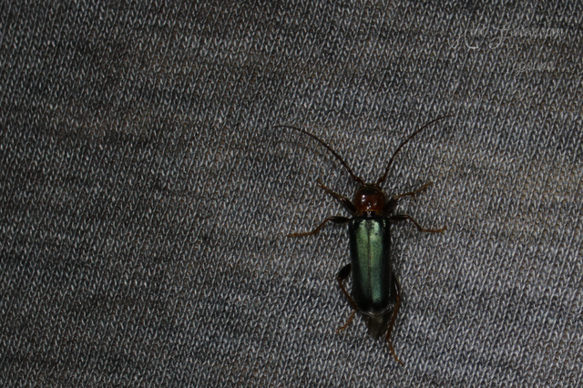 Phymatodes testaceus - változékony korongcincér