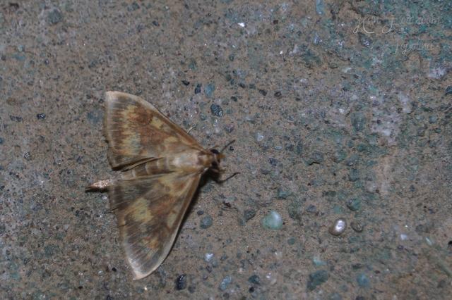 Ostrinia nubilalis - kukoricamoly