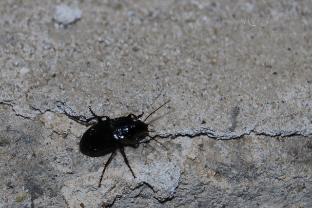 Calathus fuscipes - sokpontos tarfutó