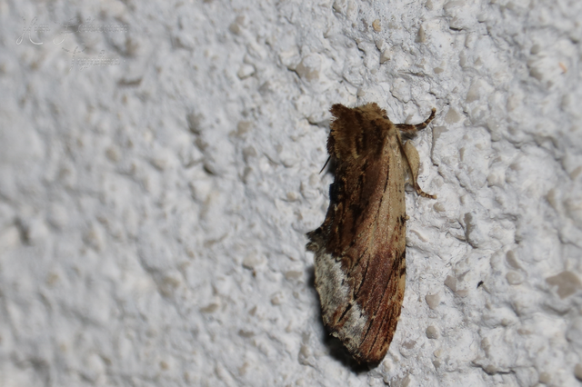 Ptilodon cucullina - csuklyás púposszövő