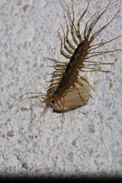 Scutigera coleoptrata - légyölő pókszázlábú