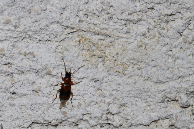 Badister meridionalis - közönséges posványfutonc
