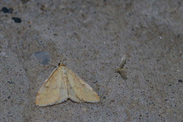 Ostrinia nubilalis - kukoricamoly