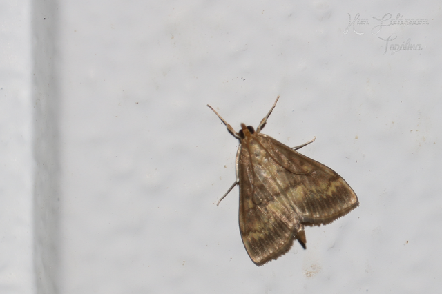 Ostrinia nubilalis - kukoricamoly