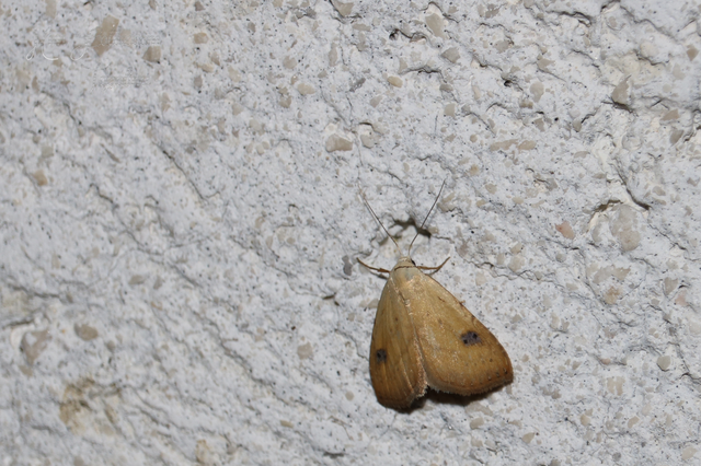 Rivula sericealis - selymes lórombagoly