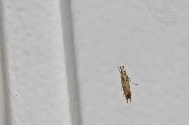 Catoptria falsella - hálós fűgyökérmoly