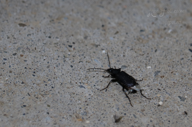 Agonum Agonum