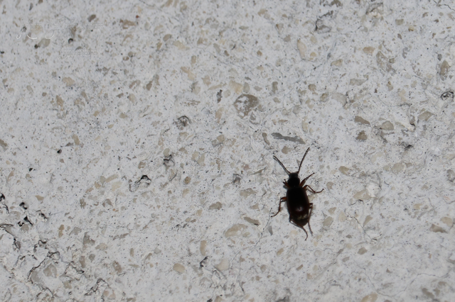 Agonum thoreyi - hosszúnyakú kisfutó Agonum thoreyi - hosszúnyakú kisfutó