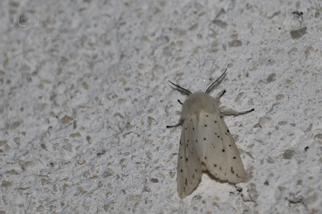 Spilosoma lubricipedum - tejszínű medvelepke