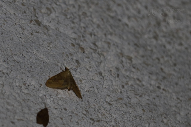 Ostrinia nubilalis - kukoricamoly