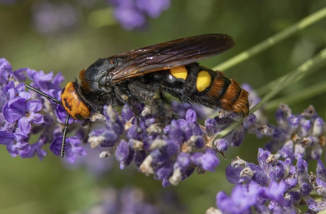 Megascolia maculata - óriás-tőrösdarázs