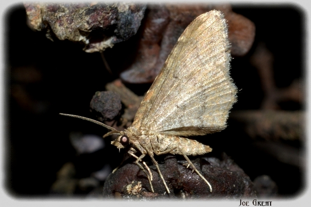 Orthonama obstipata - vándoraraszoló