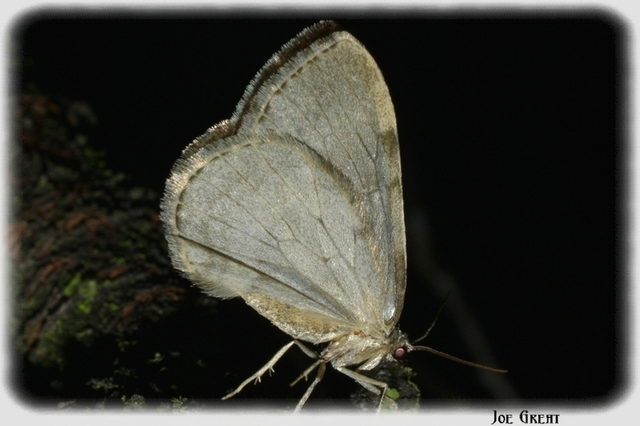 Epirrita