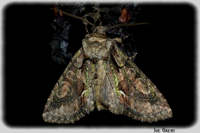 Allophyes oxyacanthae - galagonyabagoly