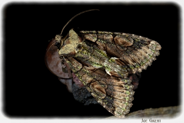 Allophyes oxyacanthae - galagonyabagoly