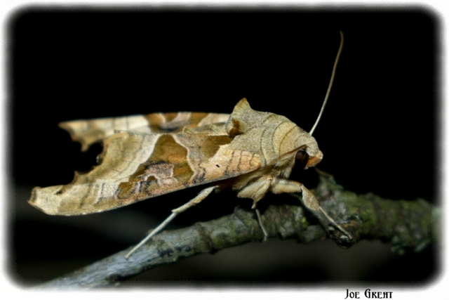 Phlogophora meticulosa - vándorló csipkésbagoly