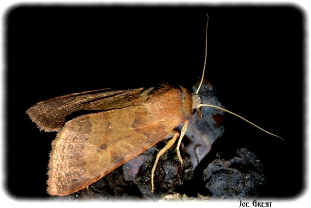 Anchoscelis helvola - barna őszibagoly