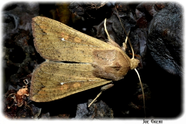Mythimna unipuncta - hordabagoly