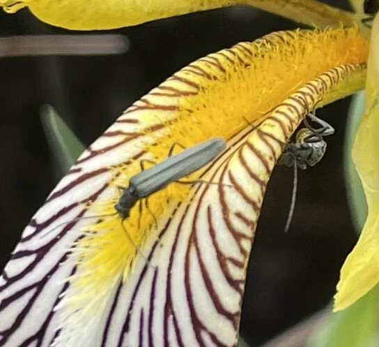 Oedemera