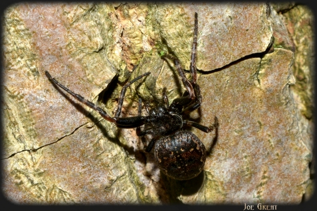 Araneae - Pókok