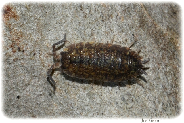 Isopoda - Ászkarákok