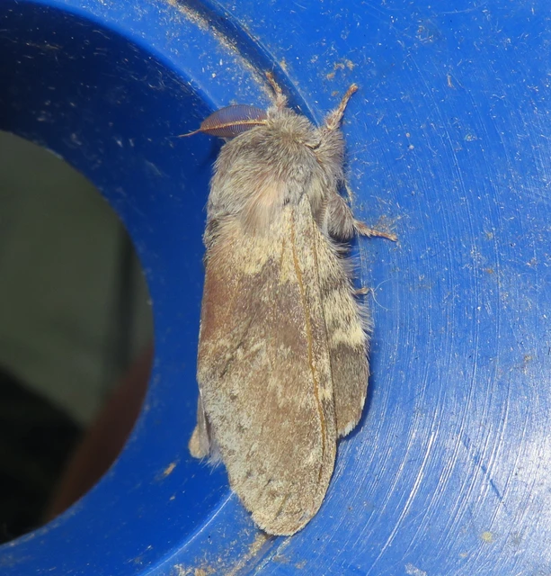 Stauropus fagi - bükkfa-púposszövő