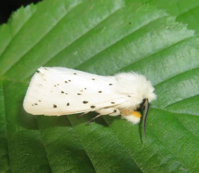 Spilosoma lubricipedum - tejszínű medvelepke