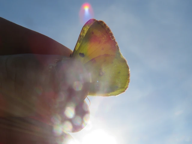 Colias hyale - kéneslepke