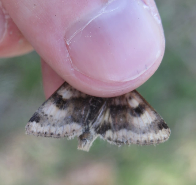 Heliothis viriplaca - mácsonyabagoly