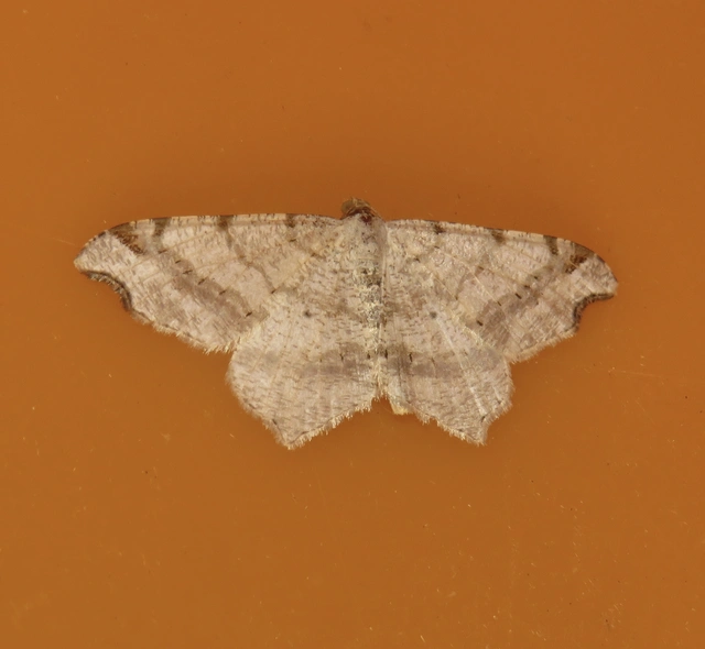 Macaria alternata - közönséges szürkearaszoló