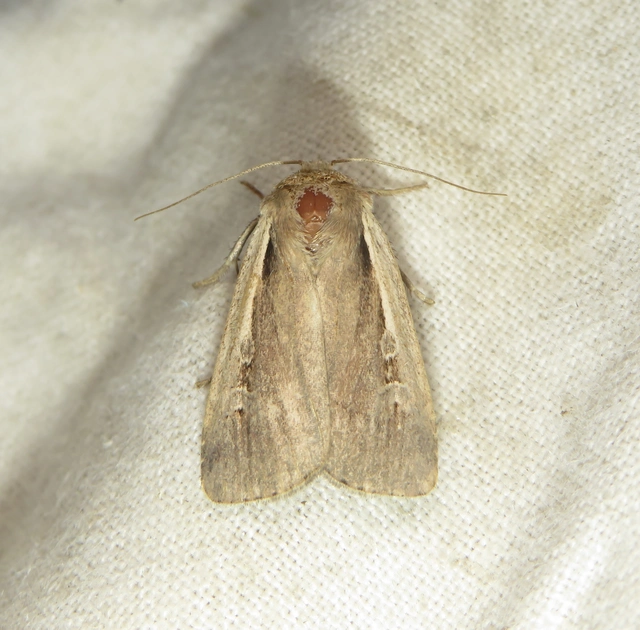 Ochropleura plecta - fehérszegélyű fűbagoly
