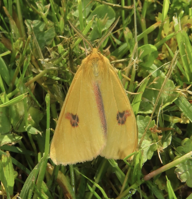 Diacrisia sannio - vörösszélű medvelepke