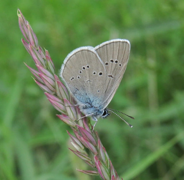 Cyaniris semiargus - aprószemes boglárka