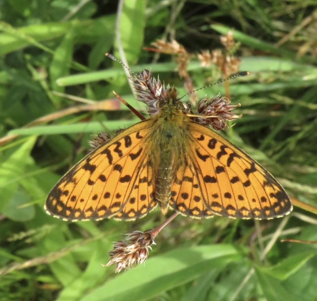 Boloria selene - fakó gyöngyházlepke
