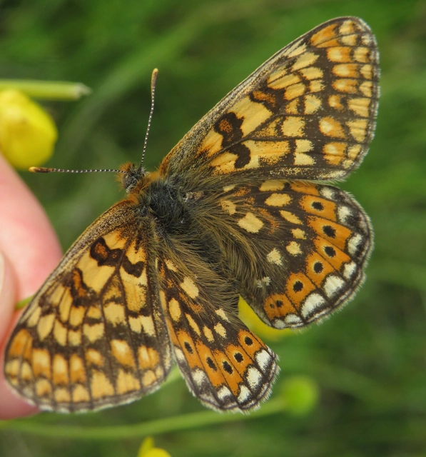 Euphydryas aurinia - lápi tarkalepke