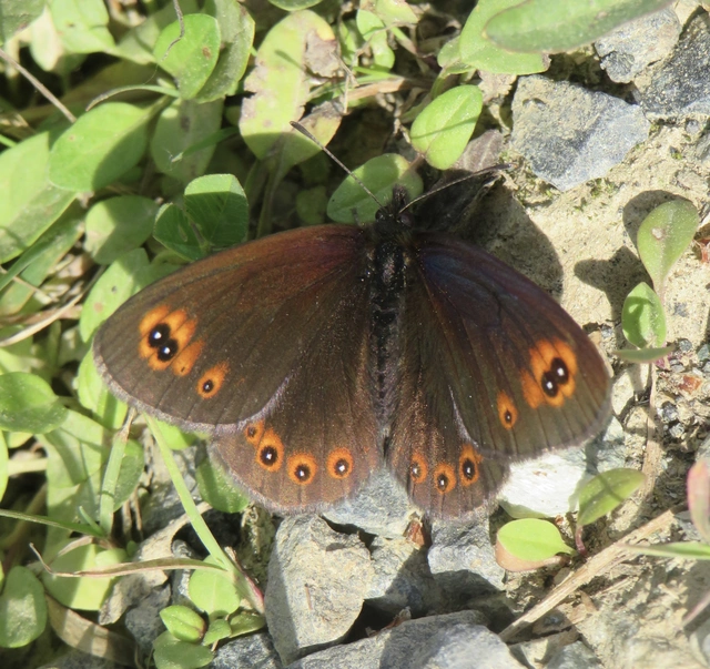 Erebia medusa - tavaszi szerecsenlepke