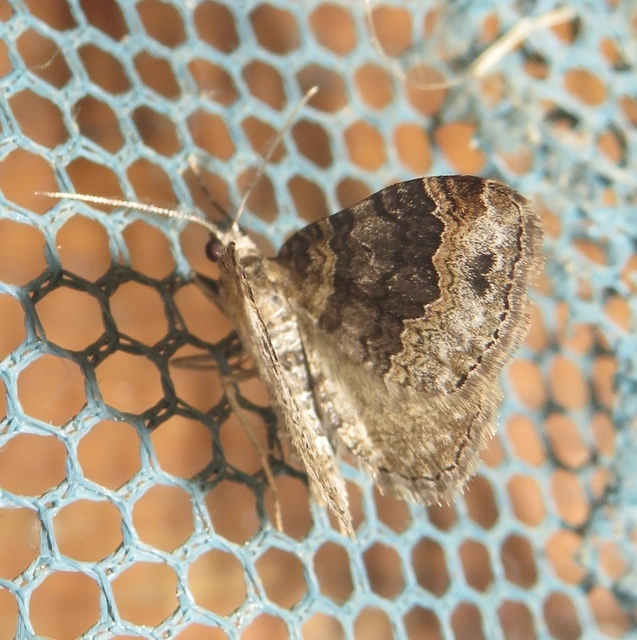 Xanthorhoe ferrugata - kerti tarkaaraszoló