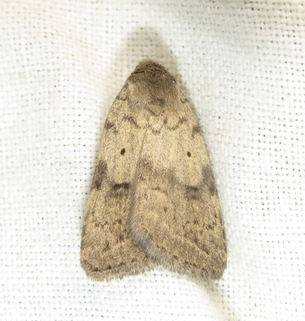 Athetis gluteosa - nyugtalan lápibagoly