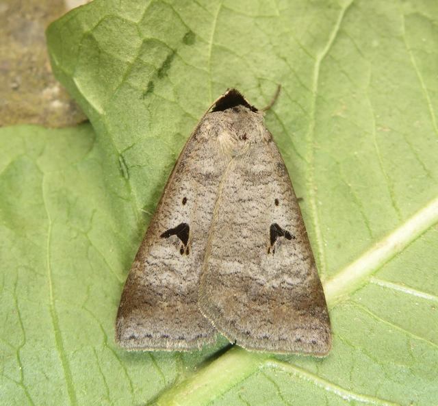 Lygephila pastinum - közönséges csüdfűbagoly