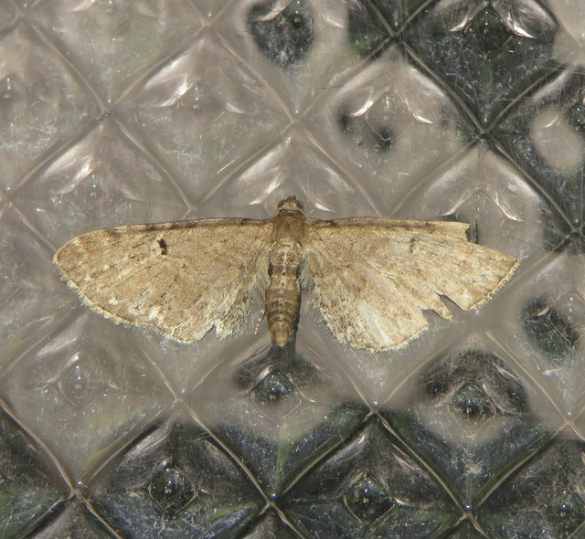 Eupithecia absinthiata - üröm-törpearaszoló