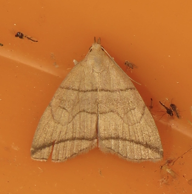 Herminia grisealis - ligeti karcsúbagoly