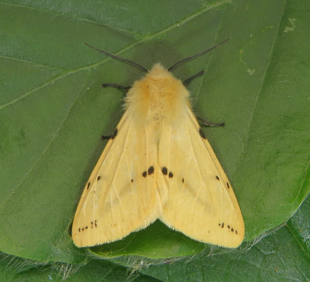 Spilarctia lutea - sárgás medvelepke