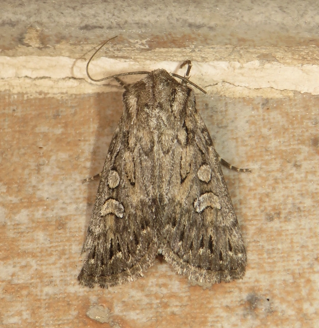Dichagyris forcipula - szürkésbarna földibagoly