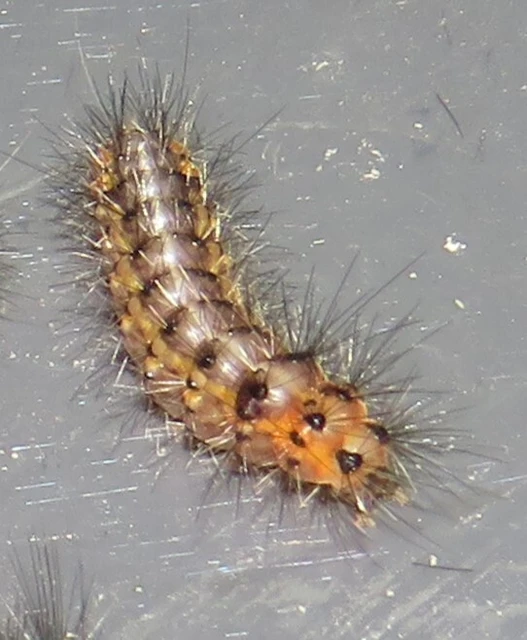 Diaphora luctuosa - gyászos medvelepke