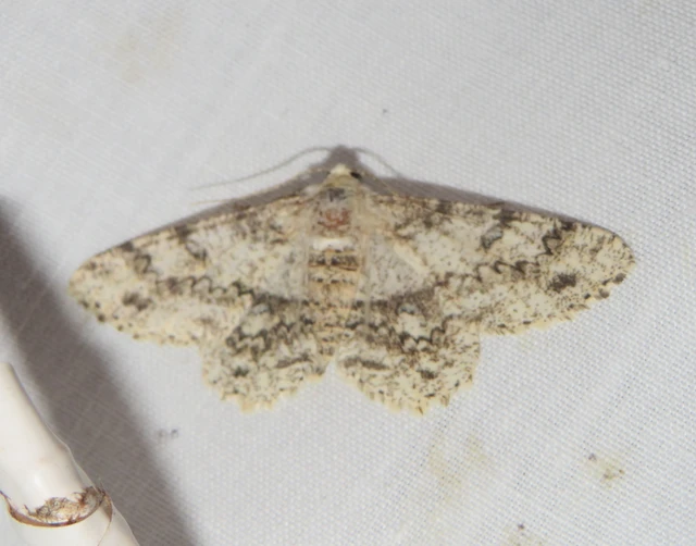 Ascotis selenaria - holdas faaraszoló
