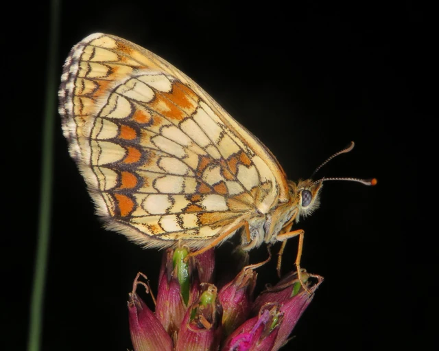 Melitaea athalia/aurelia/britomartis
