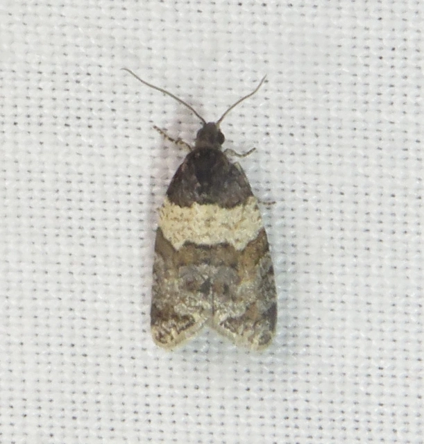 Isotrias